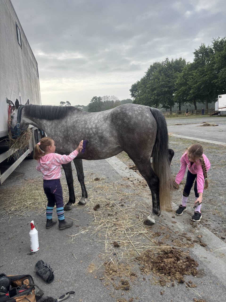 Merrie Franse rijpony PFS Te koop 2020 Schimmel