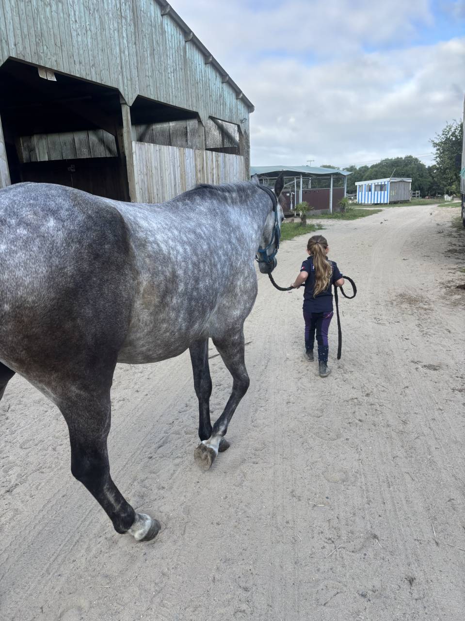 Merrie Franse rijpony PFS Te koop 2020 Schimmel