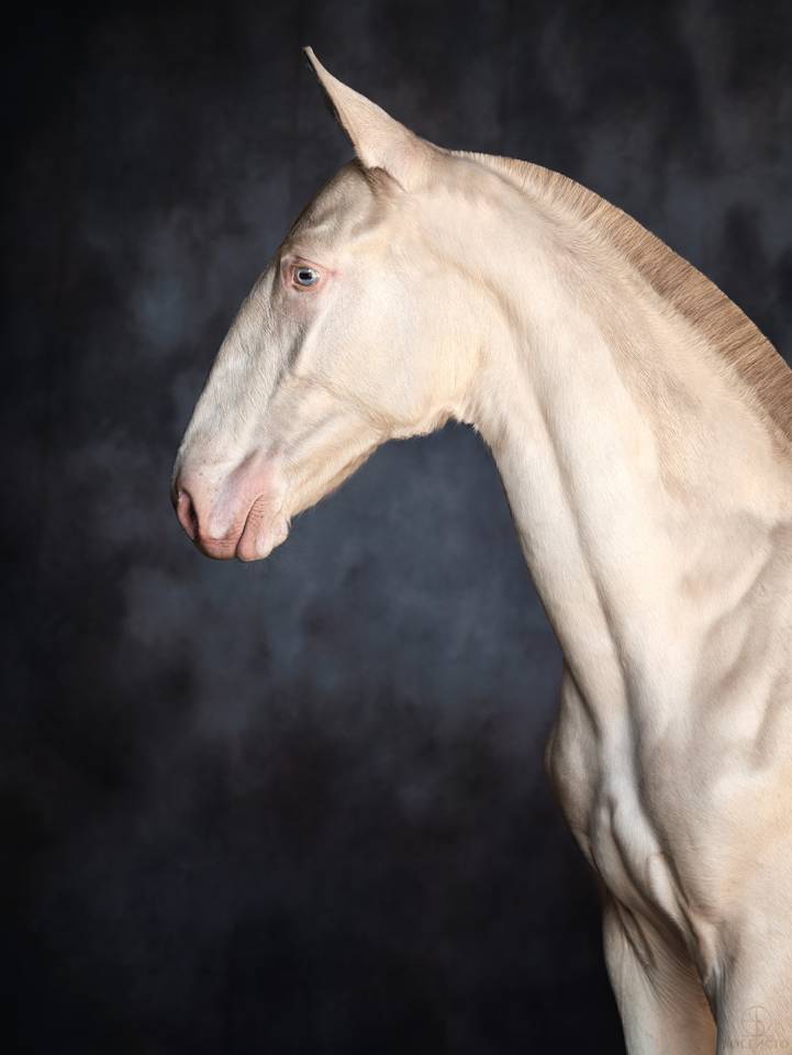 Veulen (ml) Lusitano Te koop 2024 Crème ,  Violino do retiro