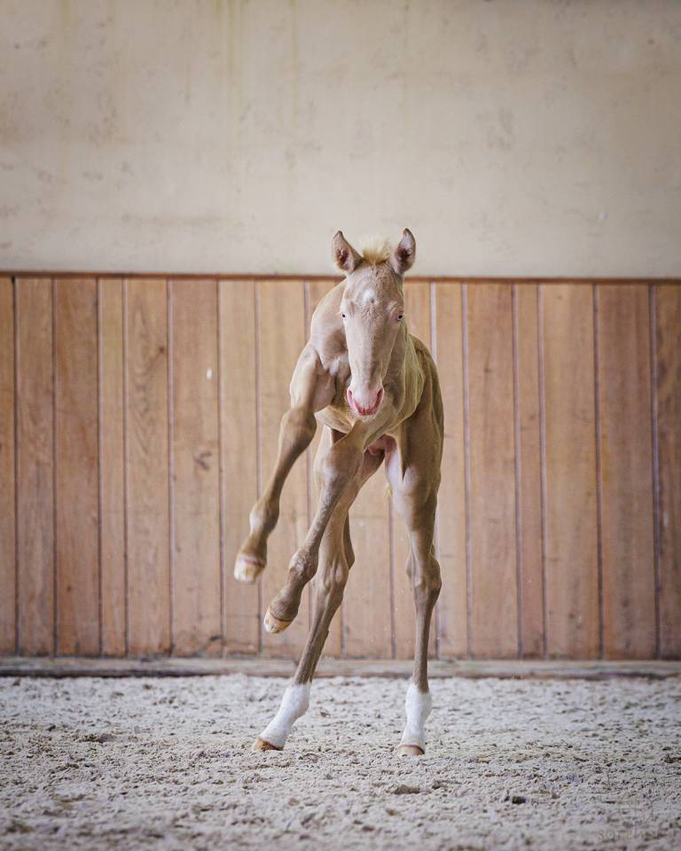 Veulen (ml) Lusitano Te koop 2024 Crème ,  Violino do retiro