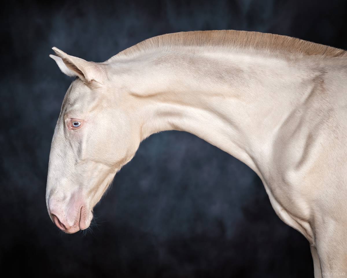 Veulen (ml) Lusitano Te koop 2024 Crème ,  Violino do retiro