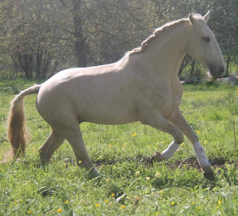 Veulen (vr) Lusitano Te koop 2025 Donker bruin / bai ,  Pablo du chalet