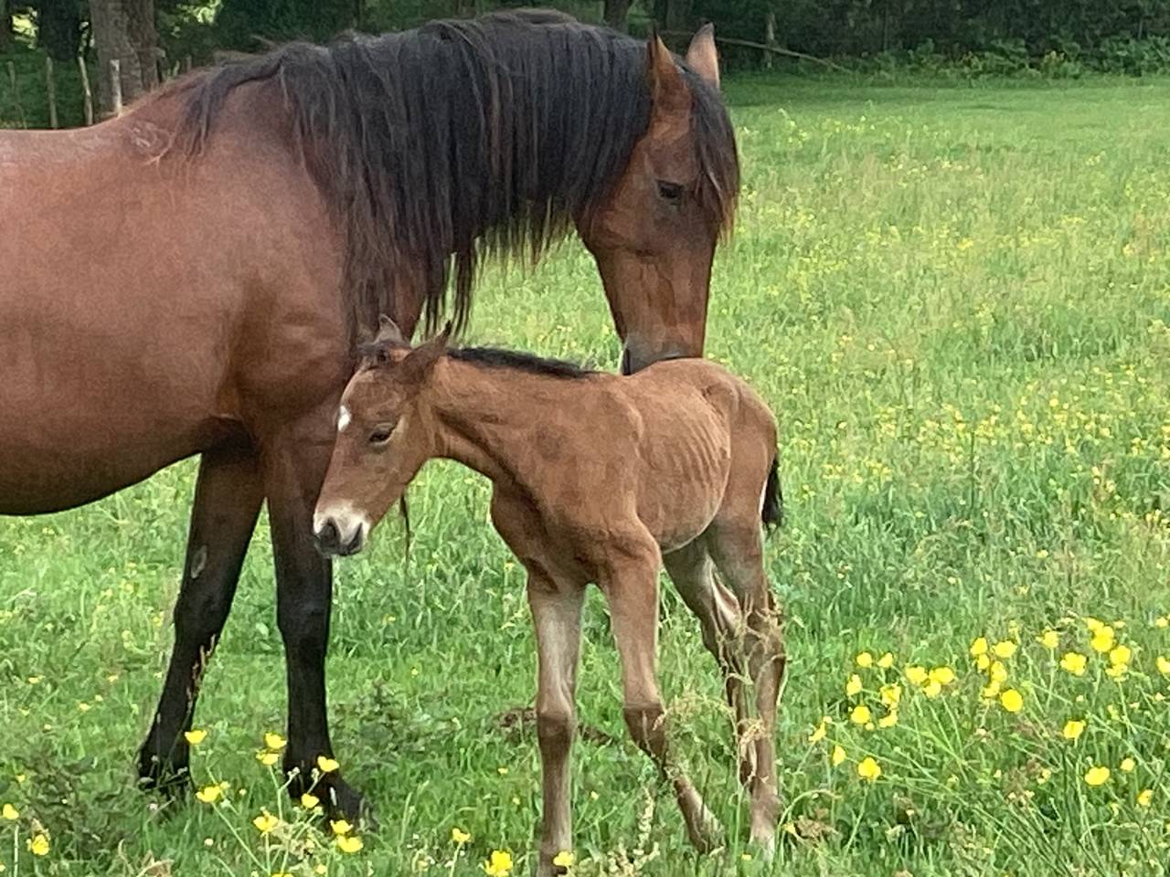 Veulen (vr) Lusitano Te koop 2025 Donker bruin / bai ,  Pablo du chalet