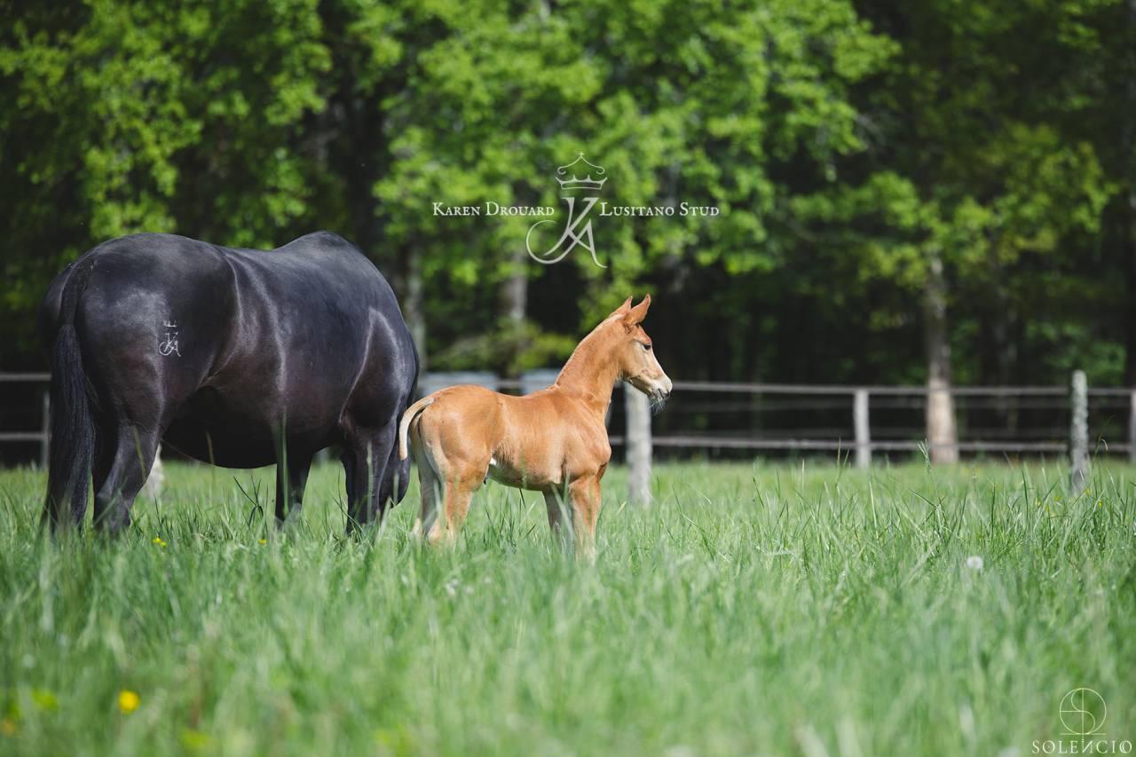 Veulen (ml) Lusitano Te koop 2023 Vos ,  Ouro JCL