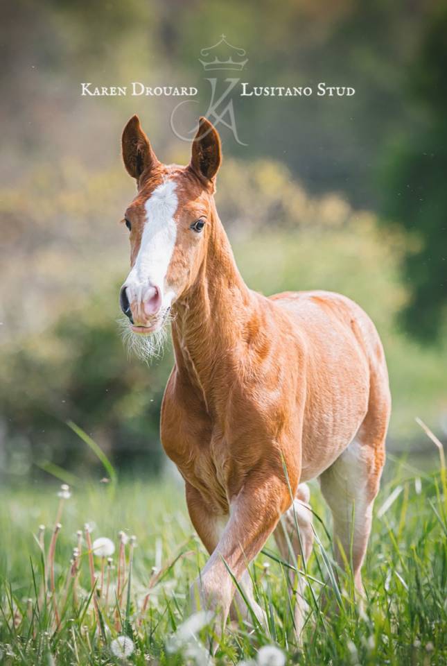 Veulen (ml) Lusitano Te koop 2023 Vos ,  Ouro JCL