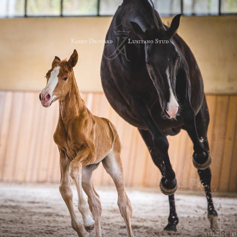 Veulen (ml) Lusitano Te koop 2023 Vos ,  Ouro JCL