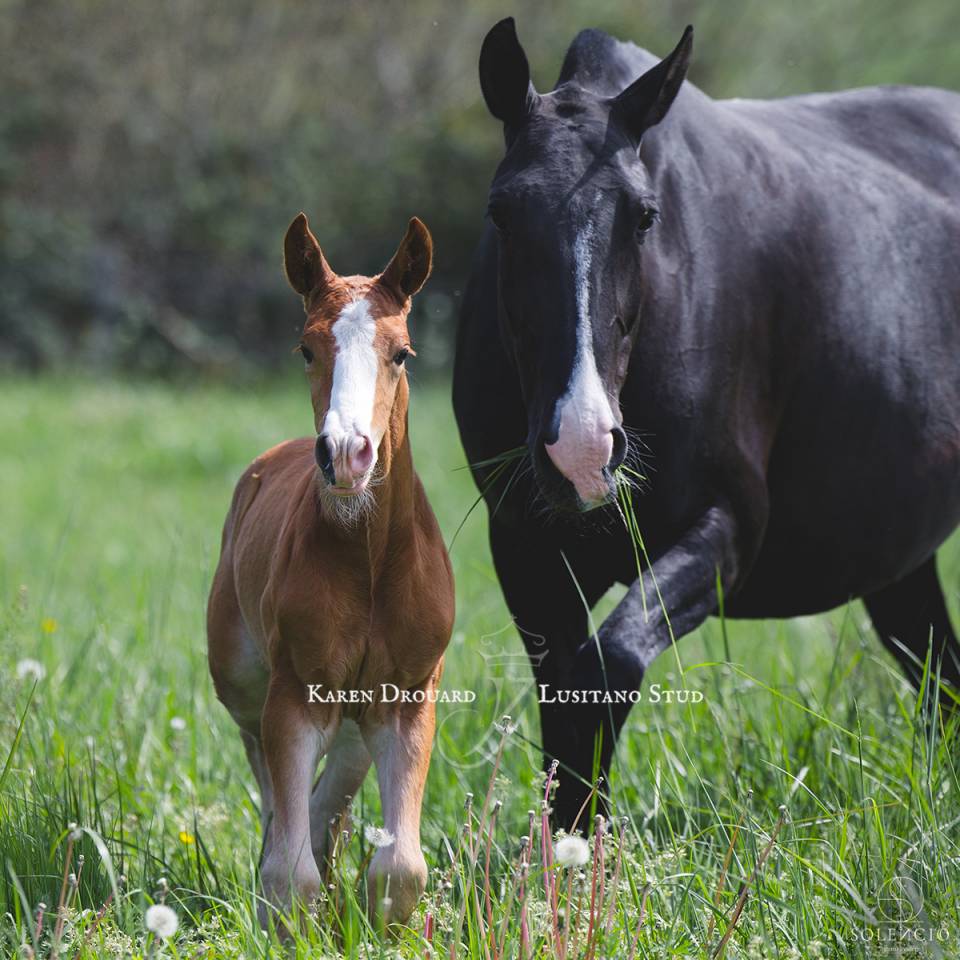 Veulen (ml) Lusitano Te koop 2023 Vos ,  Ouro JCL