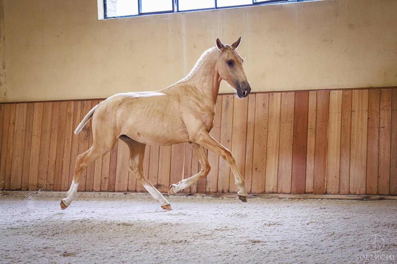 Veulen (ml) Lusitano Te koop 2023 Palomino ,  Ouro JCL