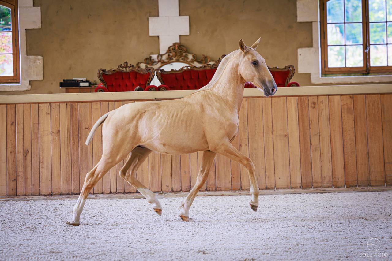 Veulen (ml) Lusitano Te koop 2023 Palomino ,  Ouro JCL