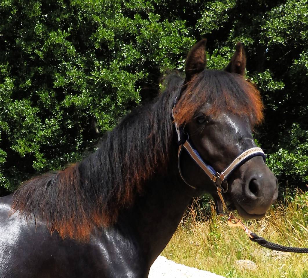 Ruin Pottok Te koop 2024 Zwart