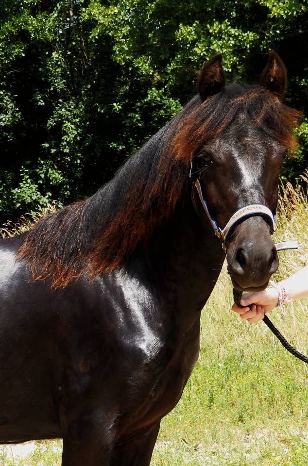 Ruin Pottok Te koop 2024 Zwart