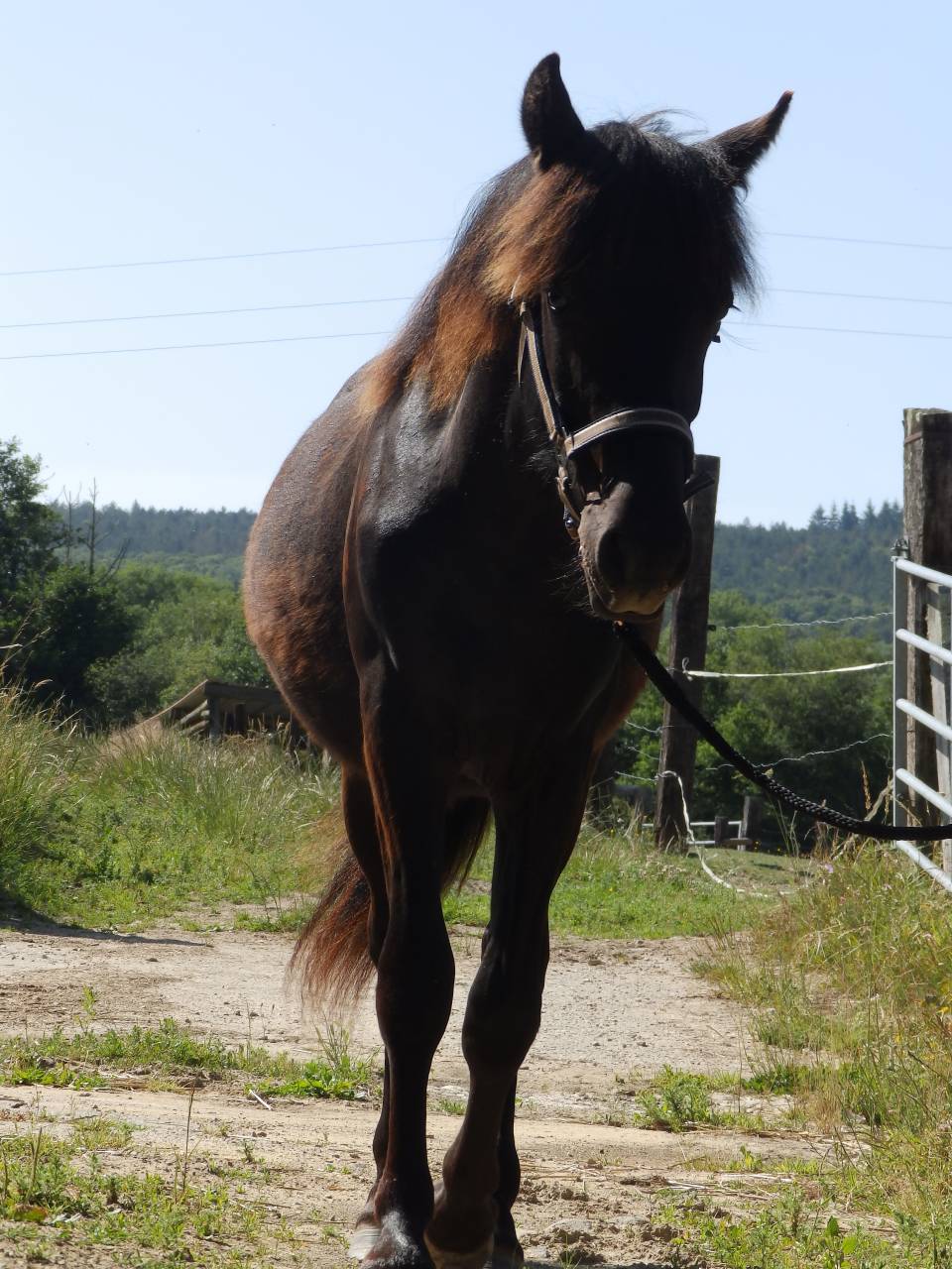 Ruin Pottok Te koop 2024 Zwart