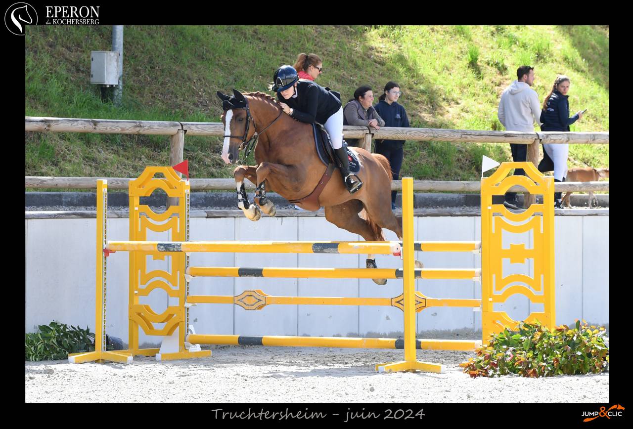 Ruin Selle Français Te koop 2016 Vos ,  QUIWI DREAM