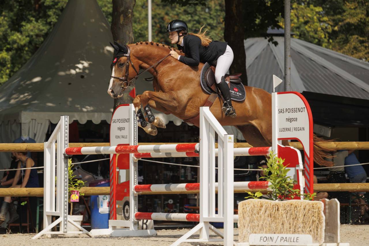 Ruin Selle Français Te koop 2016 Vos ,  QUIWI DREAM