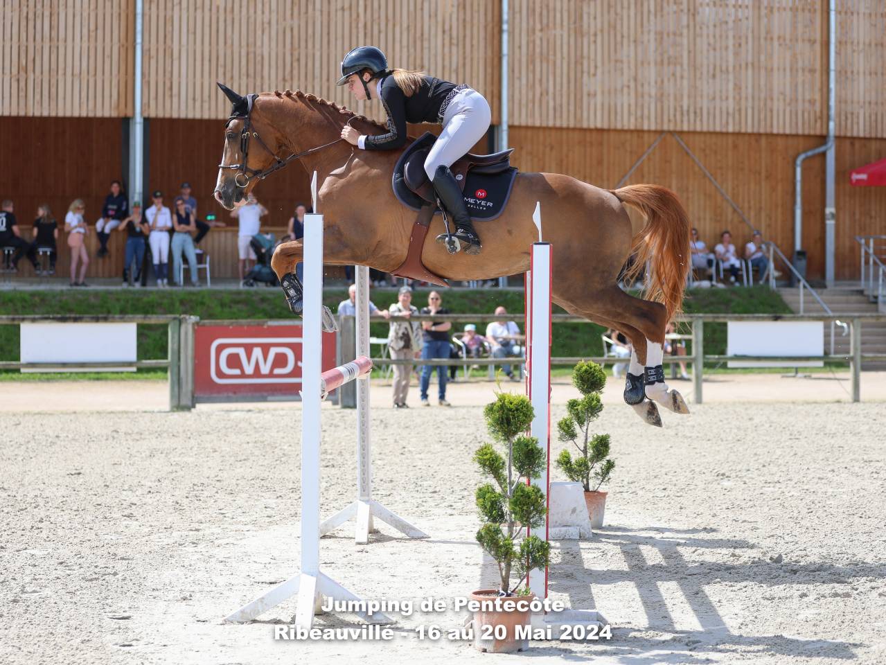 Ruin Selle Français Te koop 2016 Vos ,  QUIWI DREAM