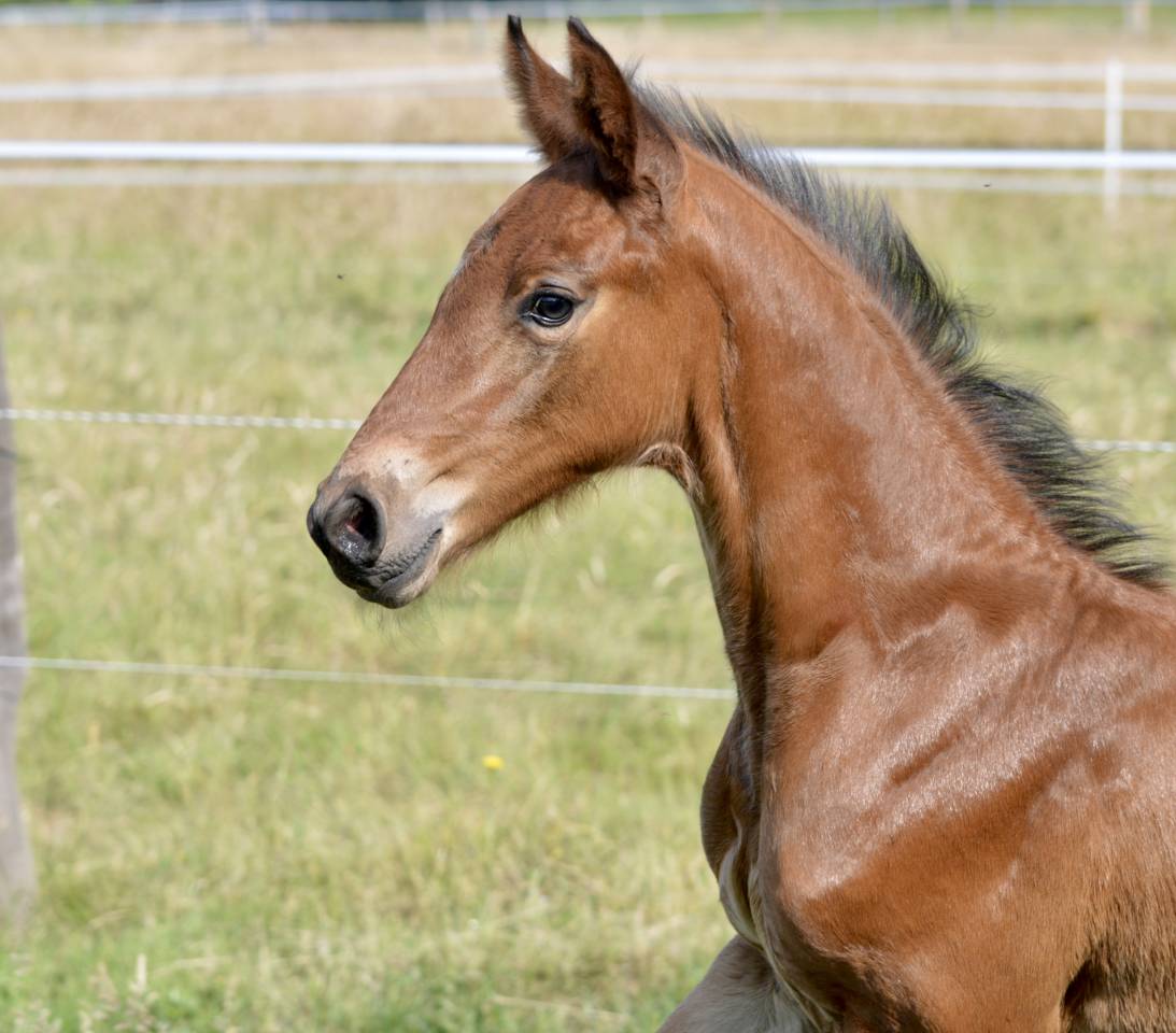 Veulen (ml) Selle Français Te koop 2025 Donker bruin / bai ,  Quadrio Tame SFA