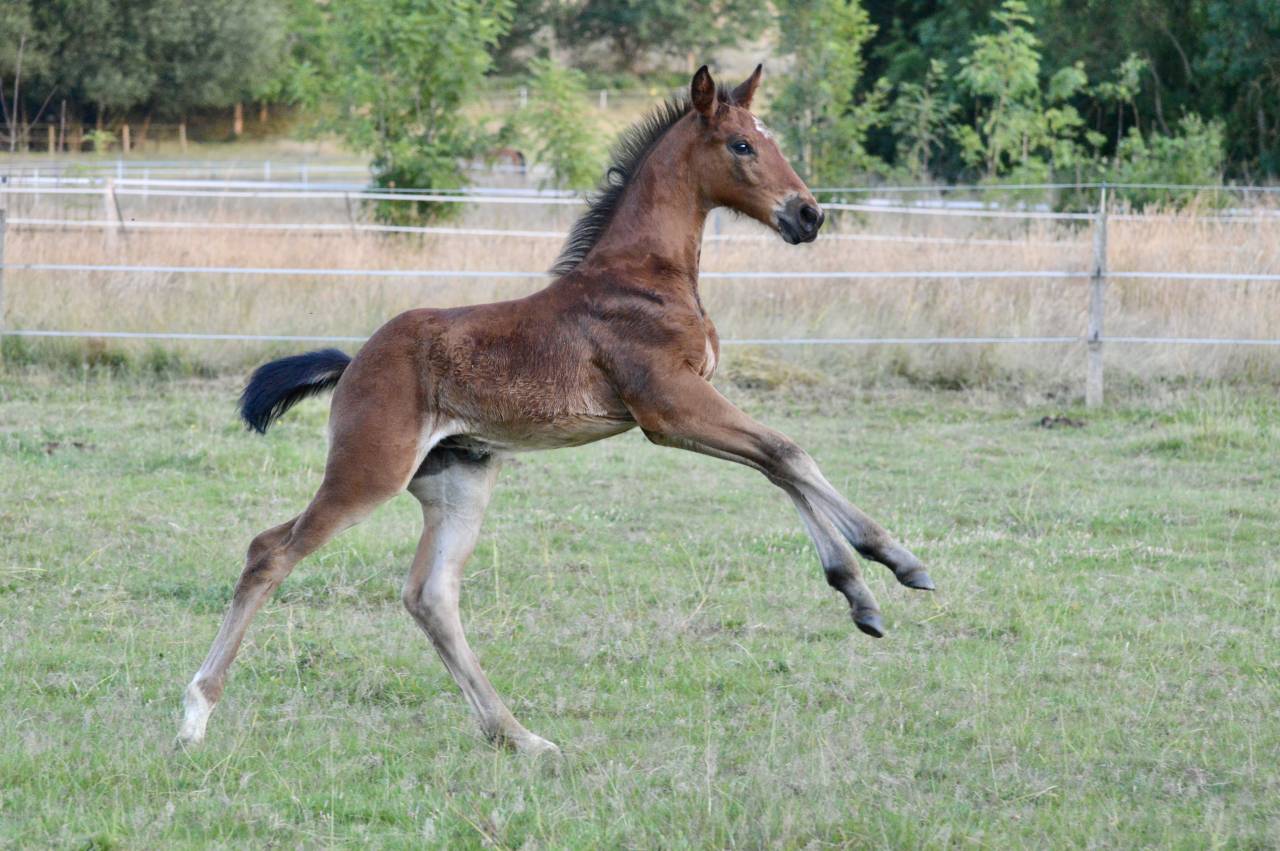Veulen (ml) Selle Français Te koop 2025 Donker bruin / bai ,  Quadrio Tame SFA