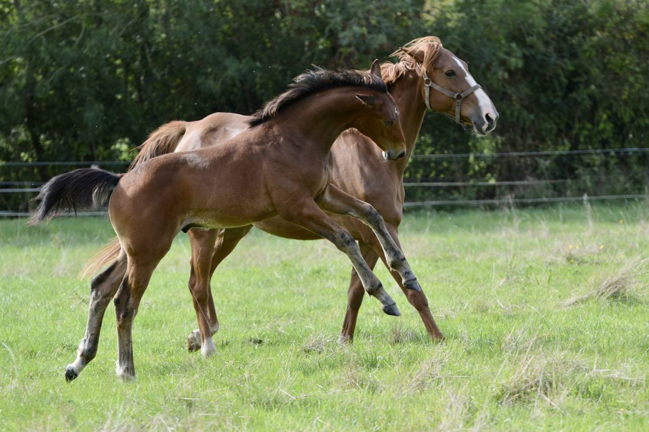 Veulen (ml) Selle Français Te koop 2025 Donker bruin / bai ,  Quadrio Tame SFA