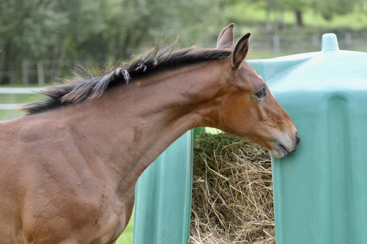 Veulen (ml) Selle Français Te koop 2025 Donker bruin / bai ,  Quadrio Tame SFA