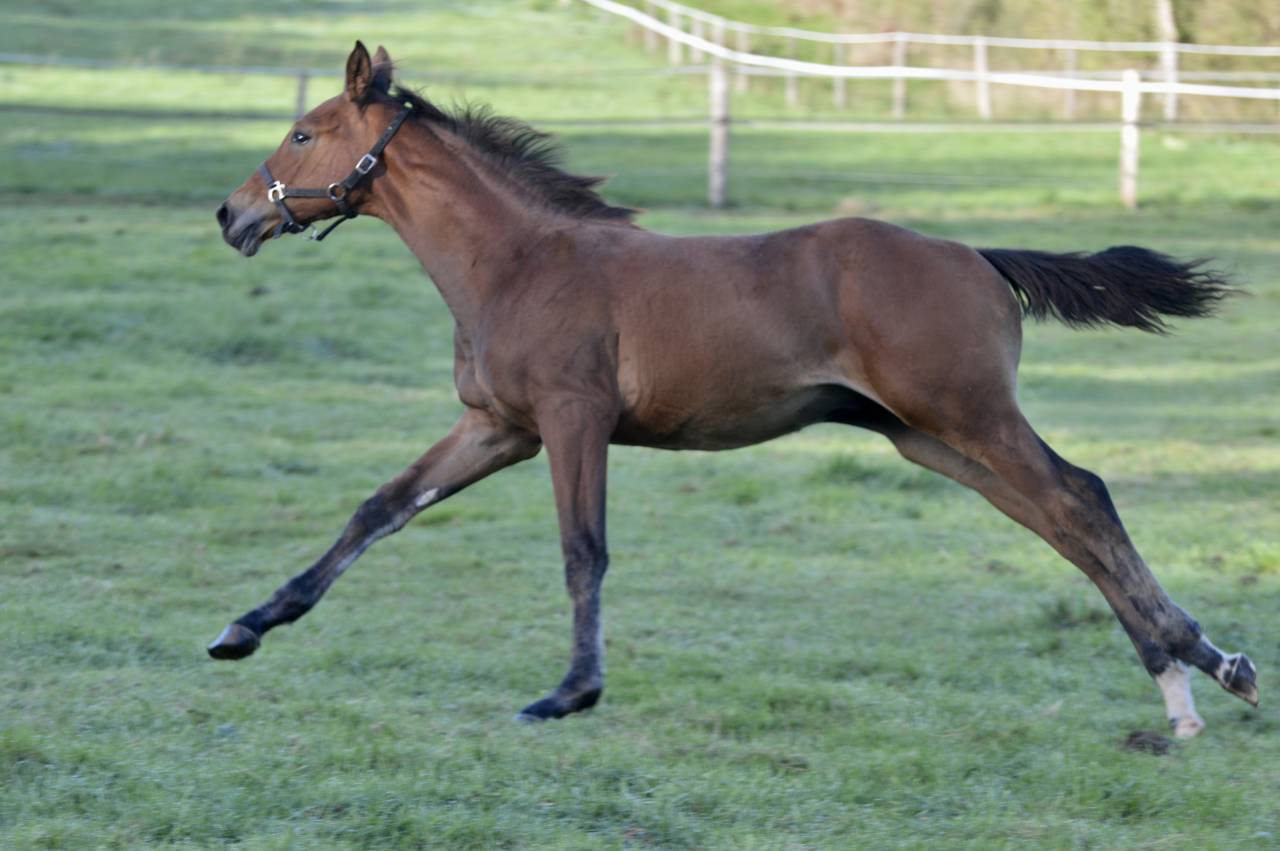 Veulen (ml) Selle Français Te koop 2025 Donker bruin / bai ,  Quadrio Tame SFA