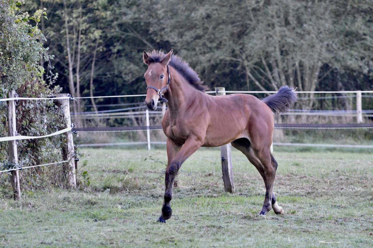 Veulen (ml) Selle Français Te koop 2025 Donker bruin / bai ,  Quadrio Tame SFA