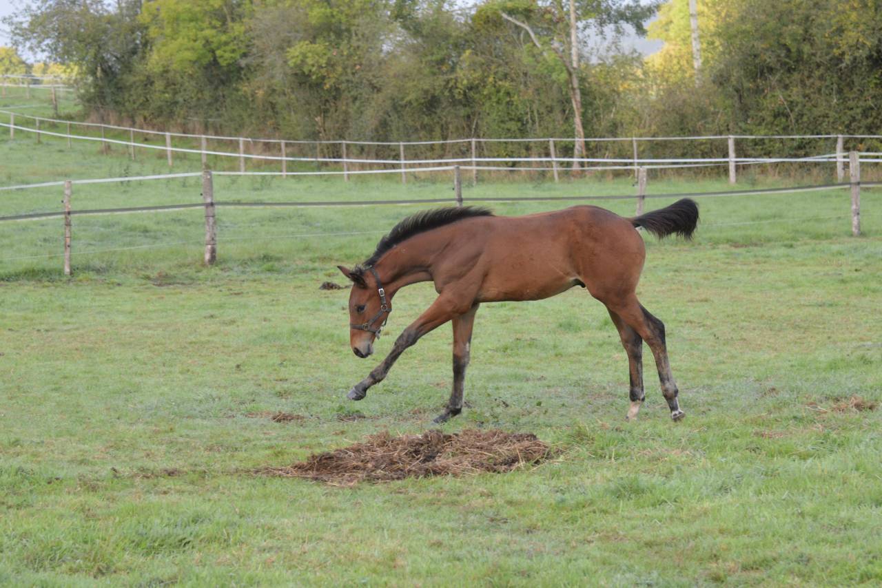 Veulen (ml) Selle Français Te koop 2025 Donker bruin / bai ,  Quadrio Tame SFA