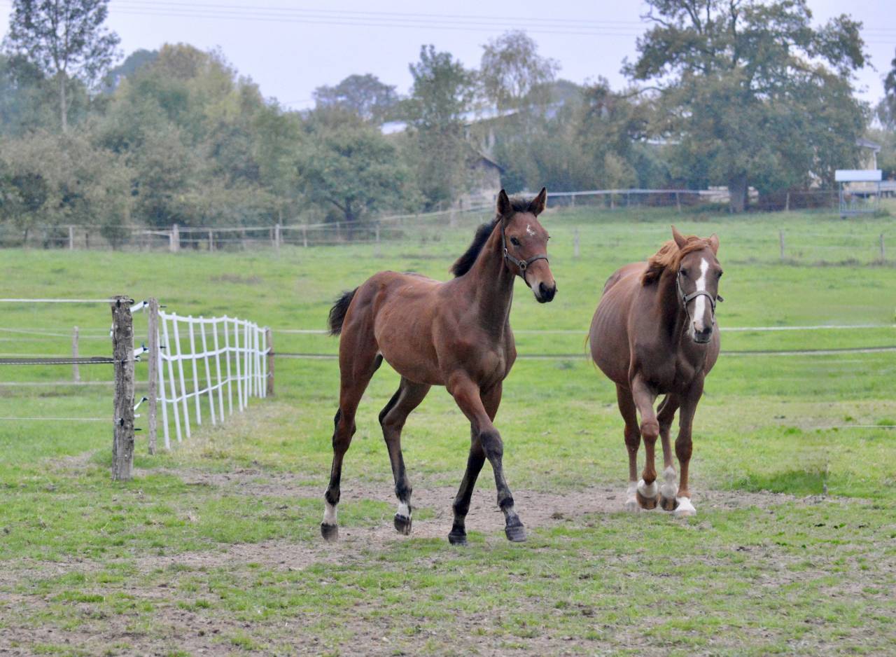 Veulen (ml) Selle Français Te koop 2025 Donker bruin / bai ,  Quadrio Tame SFA