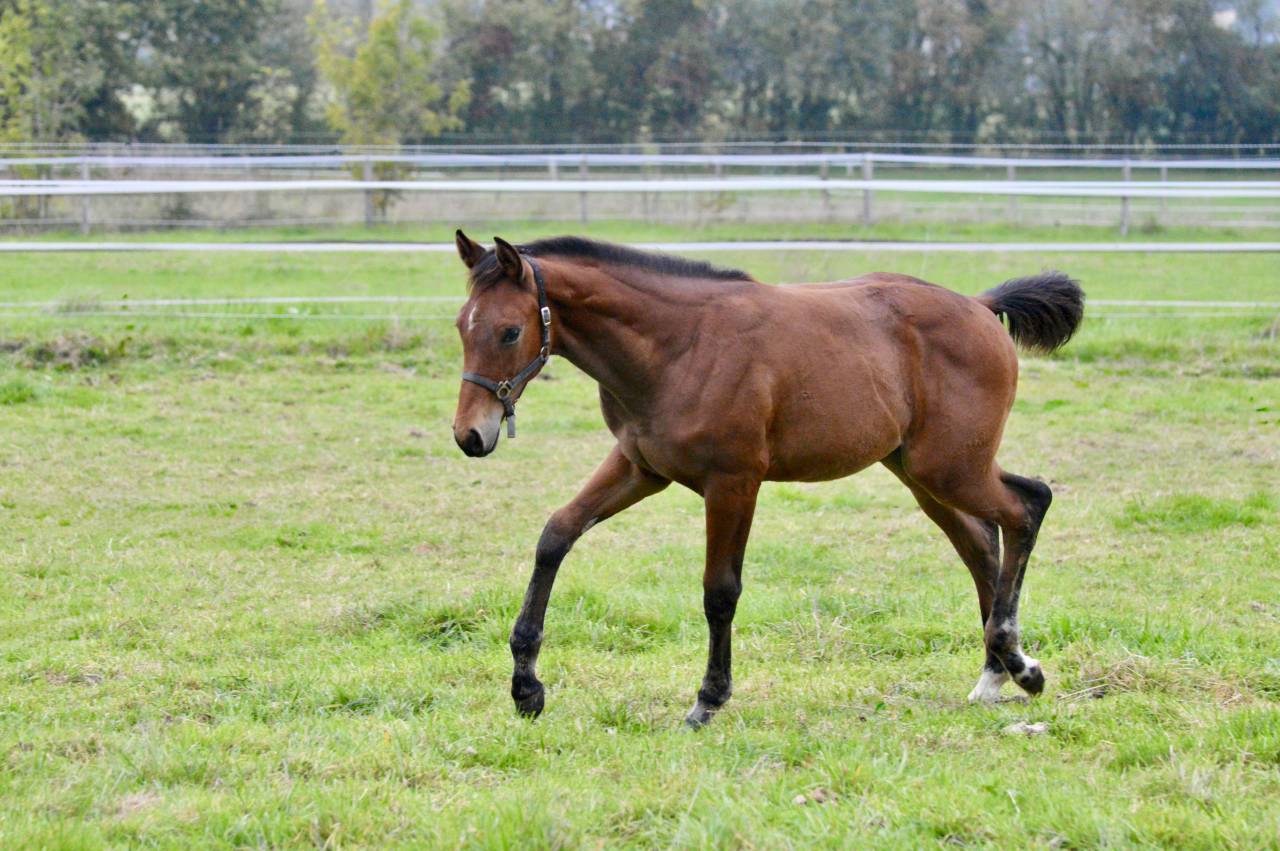 Veulen (ml) Selle Français Te koop 2025 Donker bruin / bai ,  Quadrio Tame SFA