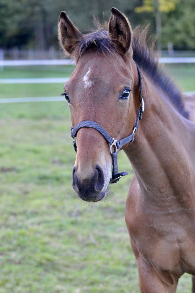 Veulen (ml) Selle Français Te koop 2025 Donker bruin / bai ,  Quadrio Tame SFA
