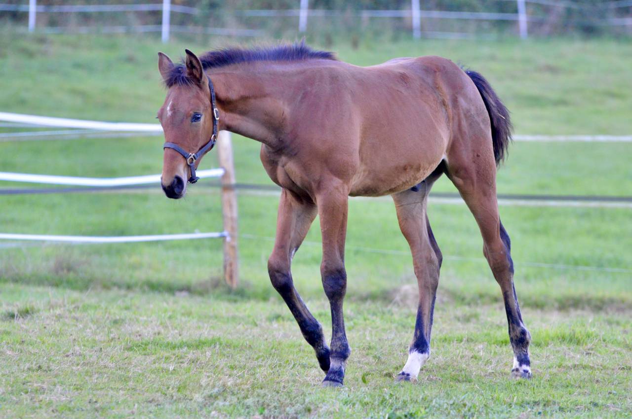 Veulen (ml) Selle Français Te koop 2025 Donker bruin / bai ,  Quadrio Tame SFA