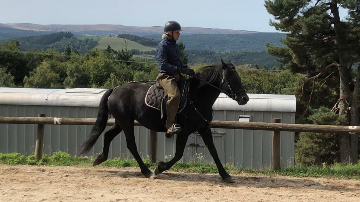 Merrie Mérens Te koop 2021 Zwart