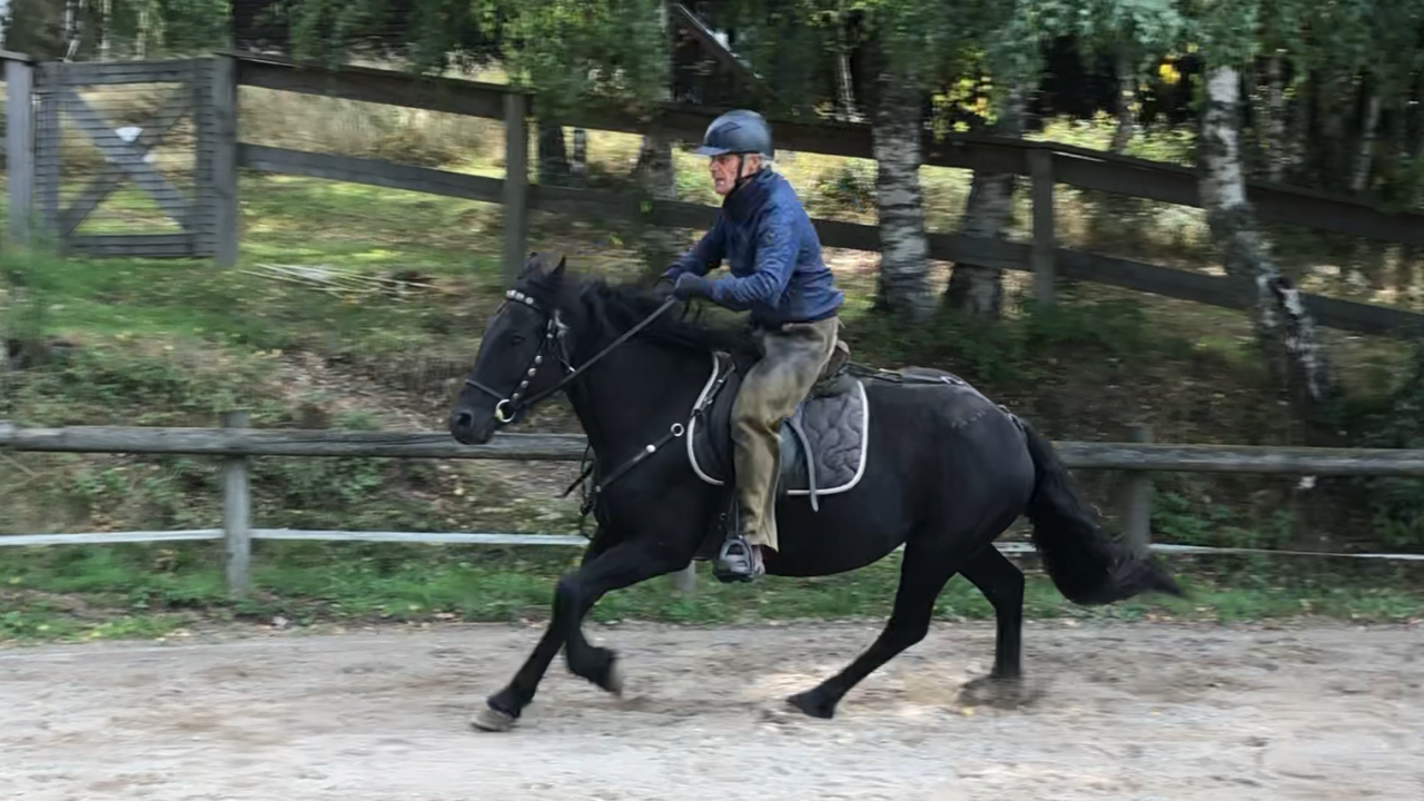 Merrie Mérens Te koop 2021 Zwart