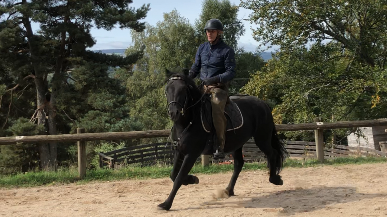 Merrie Mérens Te koop 2021 Zwart