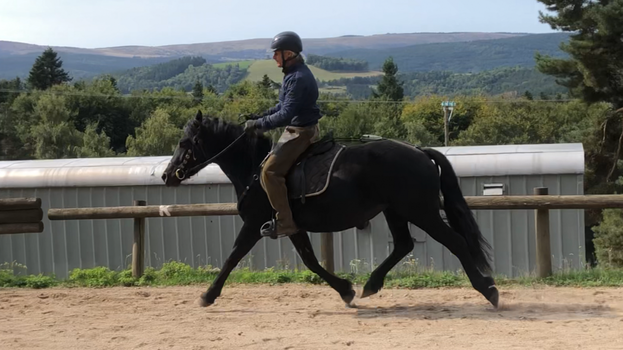 Merrie Mérens Te koop 2021 Zwart