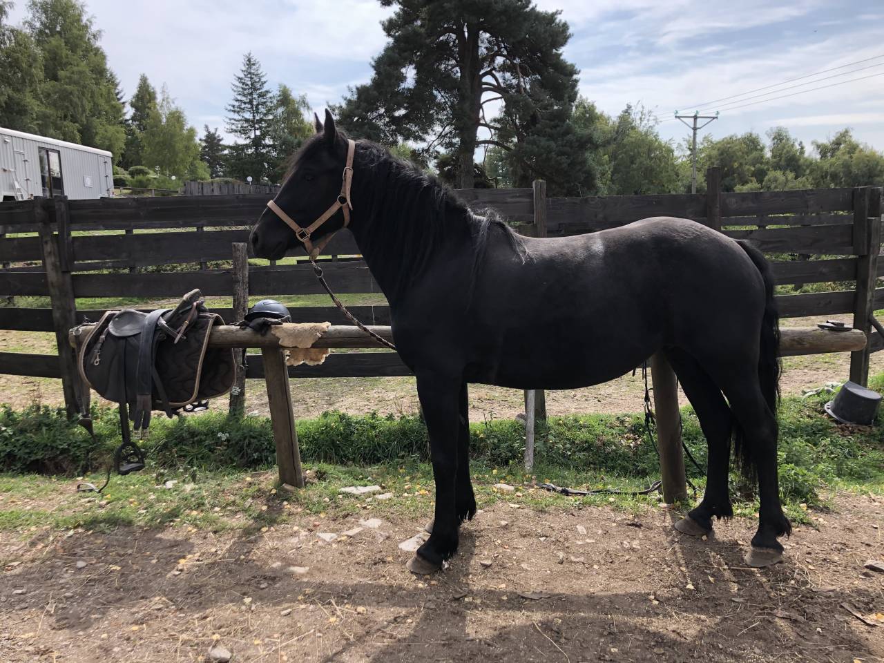 Merrie Mérens Te koop 2021 Zwart