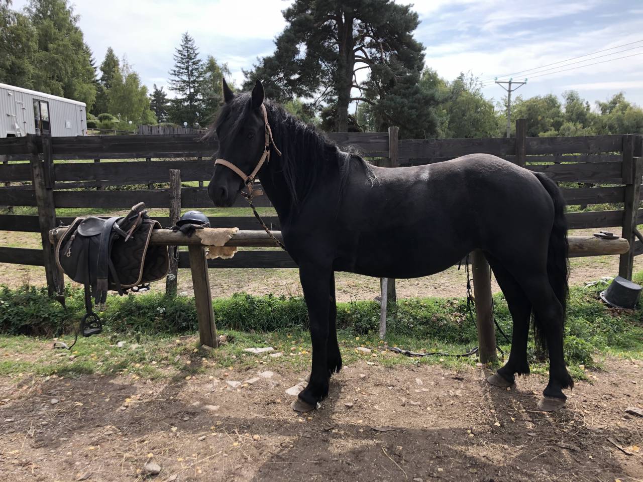 Merrie Mérens Te koop 2021 Zwart