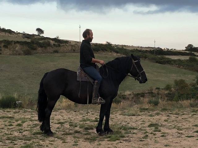 Merrie Mérens Te koop 2016 Zwart