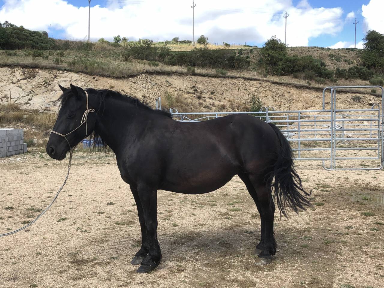 Merrie Mérens Te koop 2016 Zwart