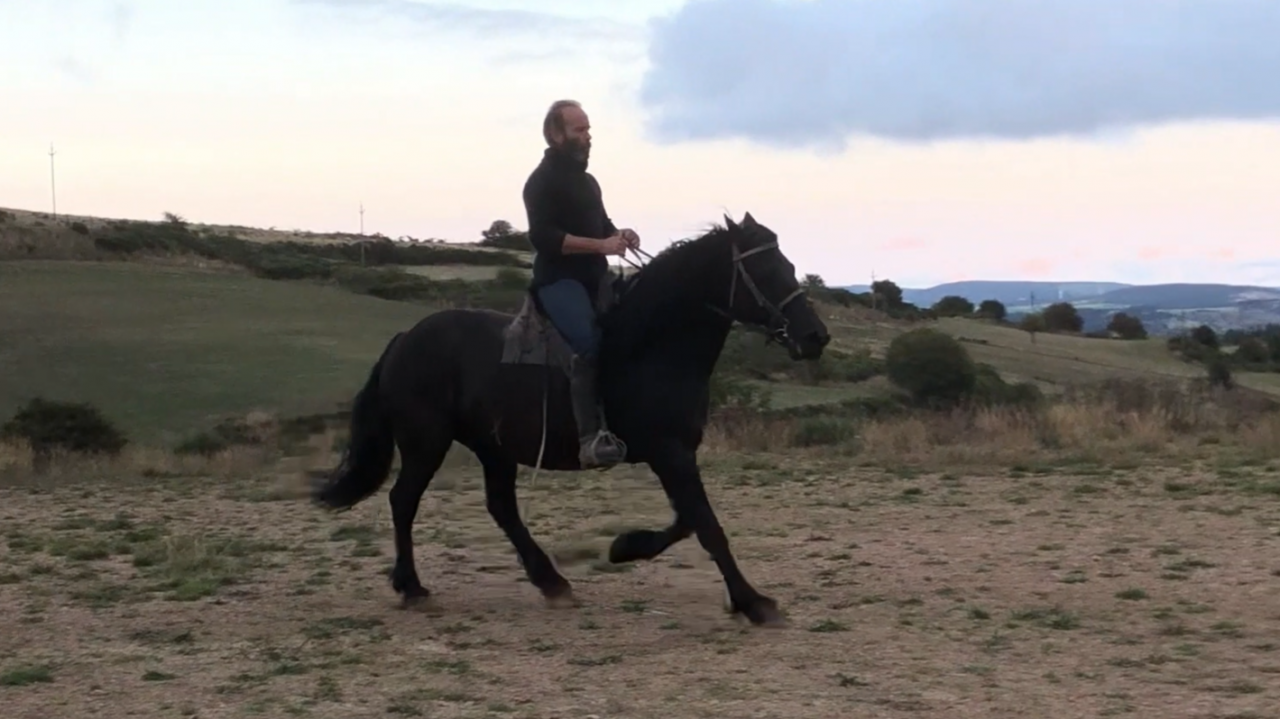 Merrie Mérens Te koop 2016 Zwart