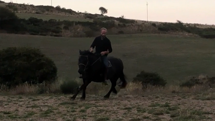 Merrie Mérens Te koop 2016 Zwart