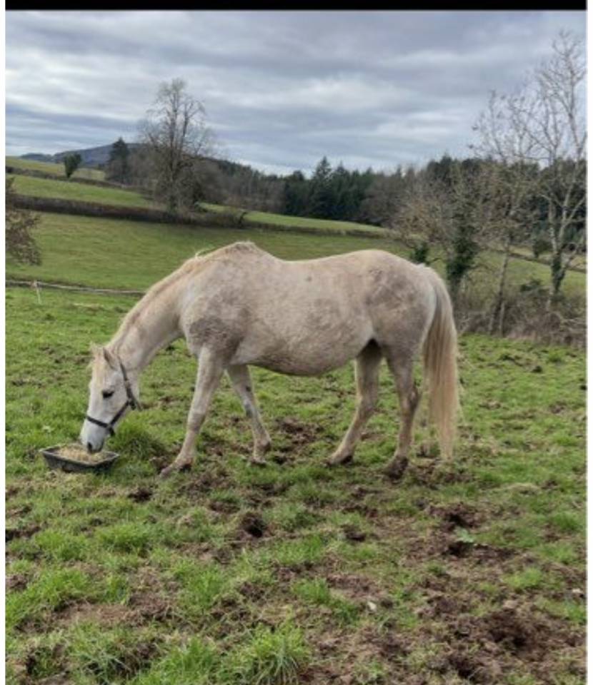 Merrie Selle Français Te koop 2008 Schimmel ,  MYLORD CARTHAGO