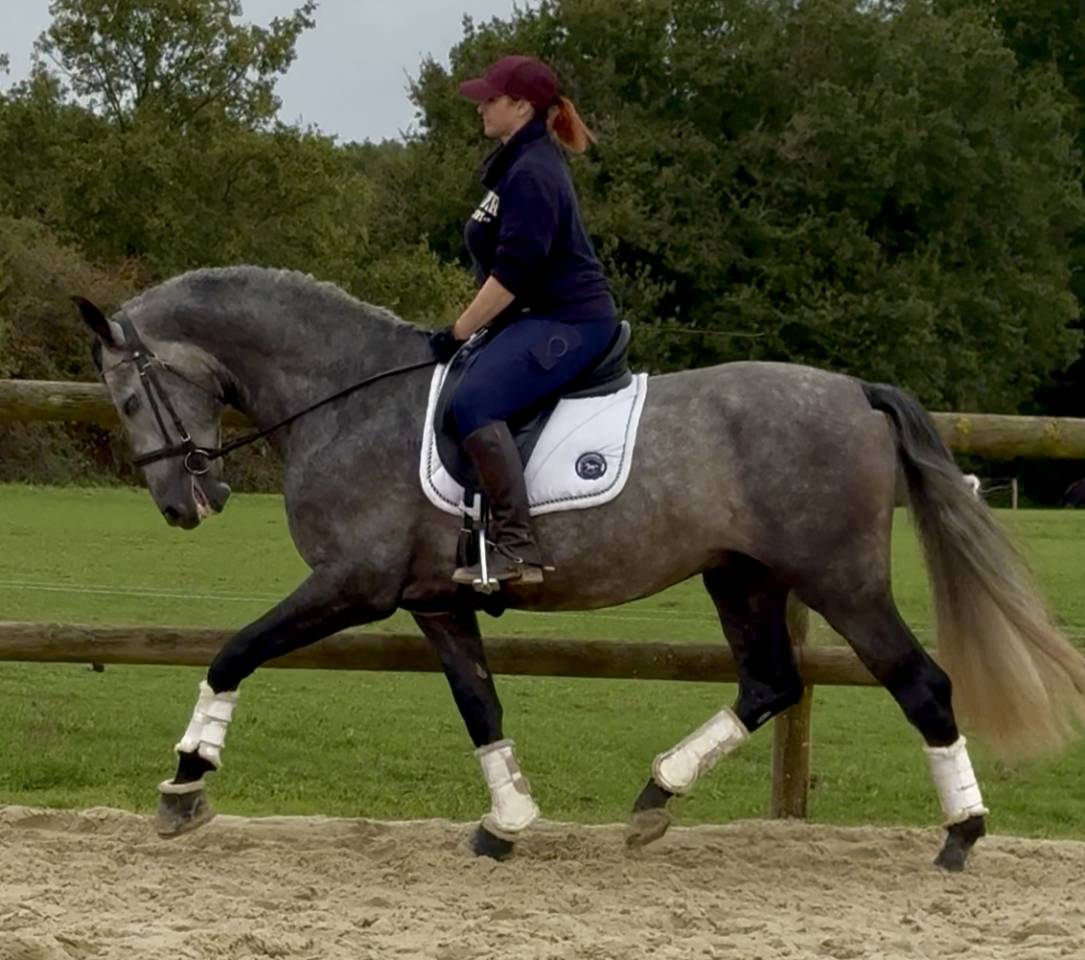 Hengst PRE Puur Ras Spaans Te koop 2020 Schimmel ,  GANAPANES