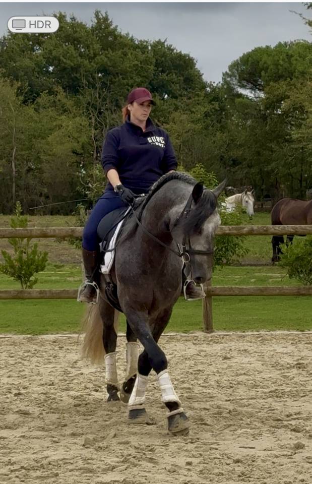 Hengst PRE Puur Ras Spaans Te koop 2020 Schimmel ,  GANAPANES