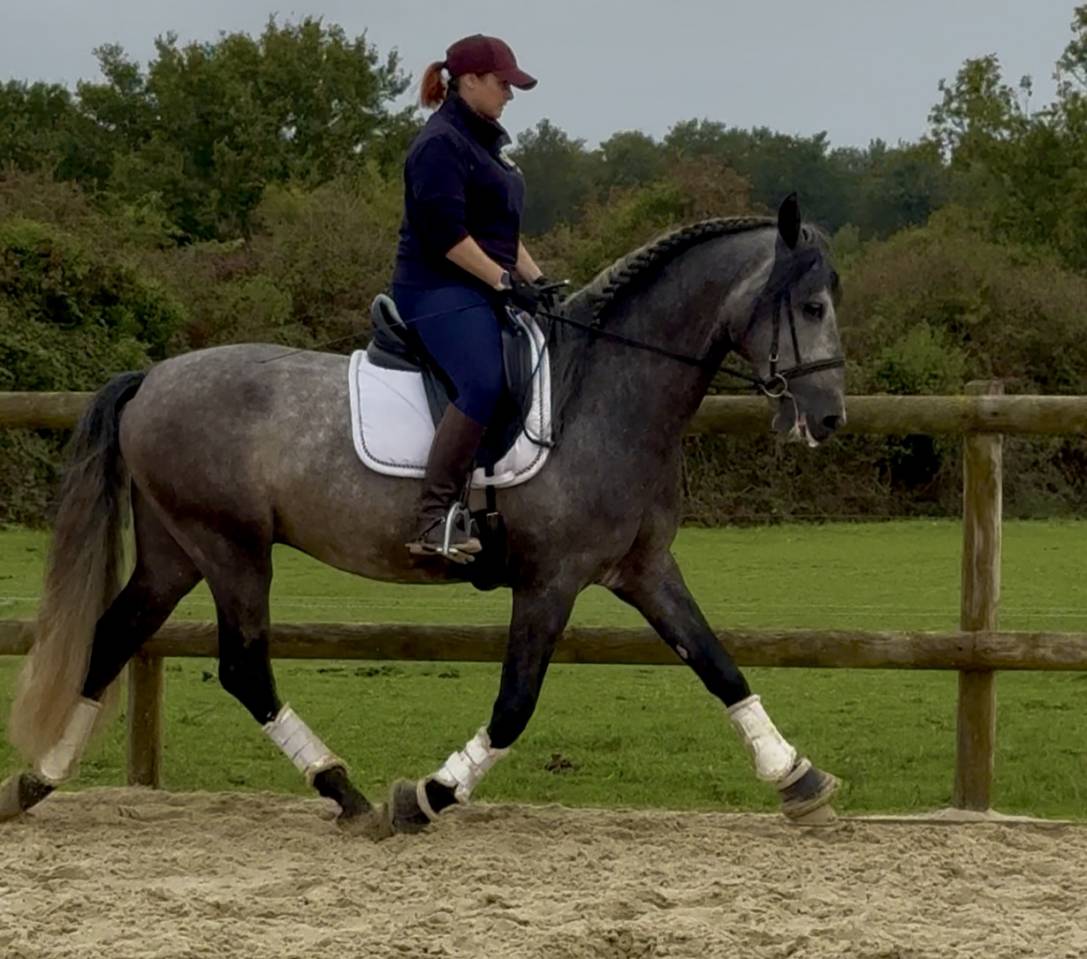 Hengst PRE Puur Ras Spaans Te koop 2020 Schimmel ,  GANAPANES