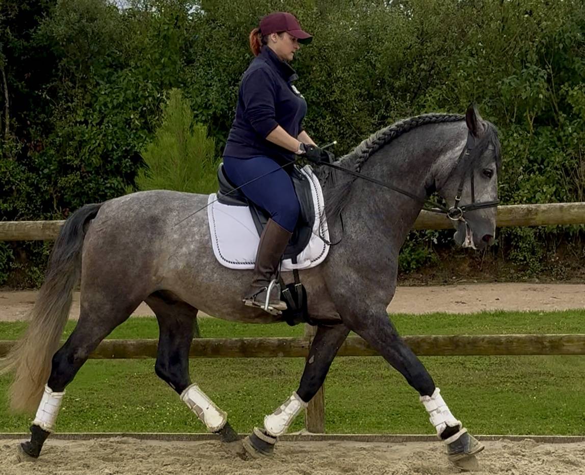 Hengst PRE Puur Ras Spaans Te koop 2020 Schimmel ,  GANAPANES