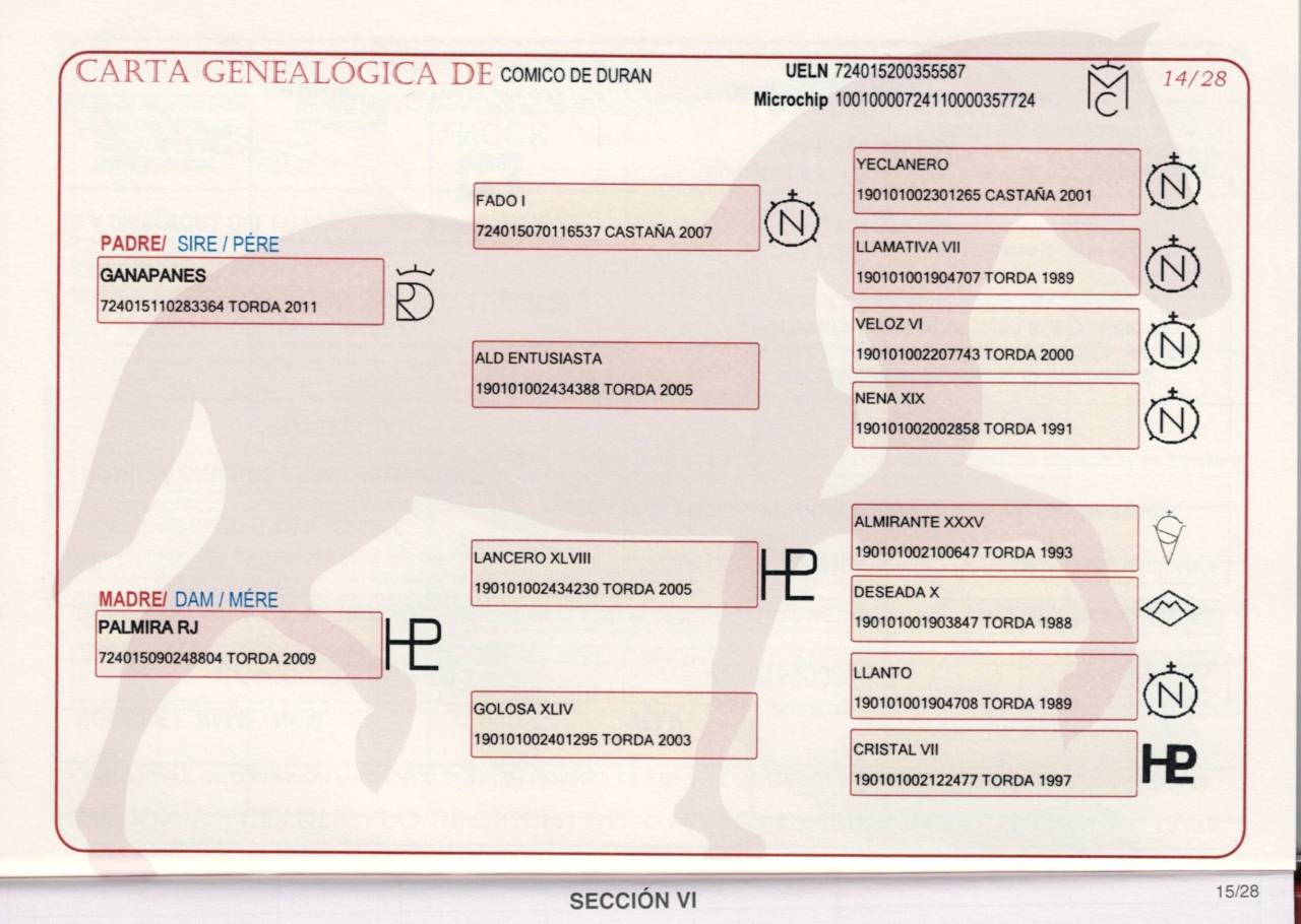 Hengst PRE Puur Ras Spaans Te koop 2020 Schimmel ,  GANAPANES