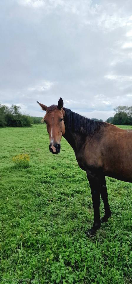 Merrie Selle Français Te koop 2017 Donker bruin / bai