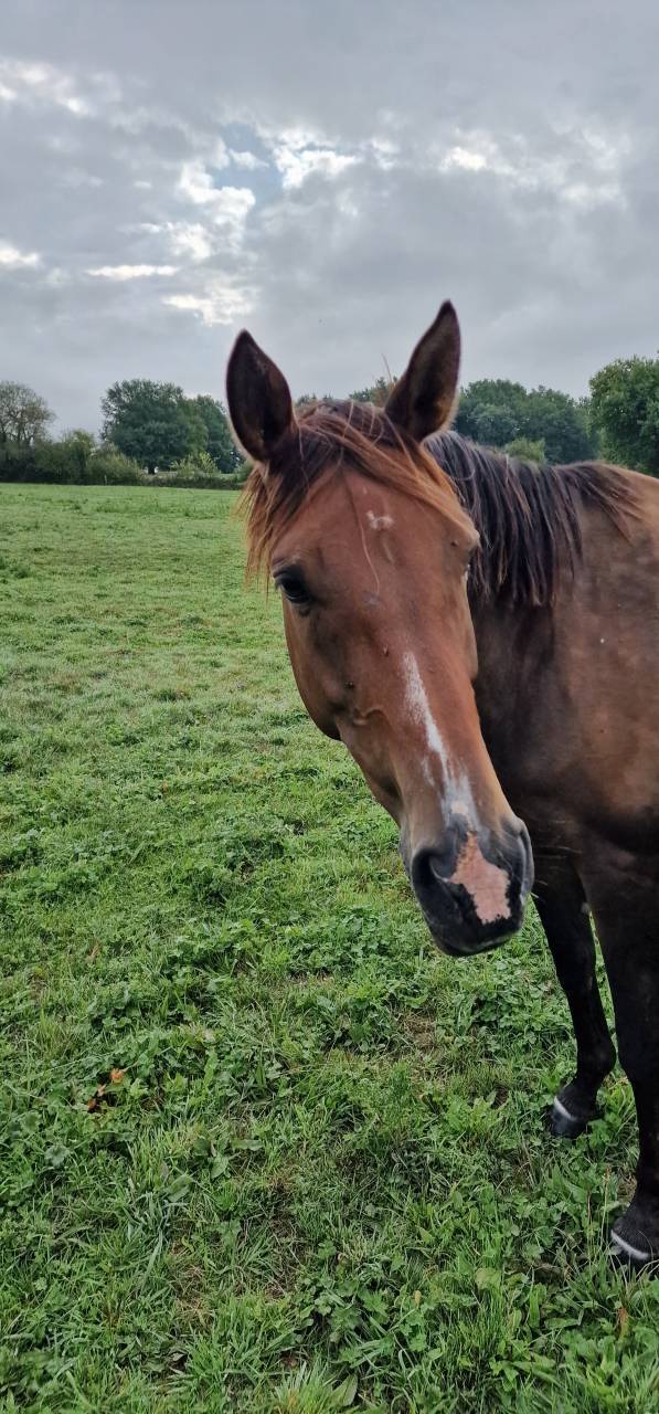 Merrie Selle Français Te koop 2017 Donker bruin / bai