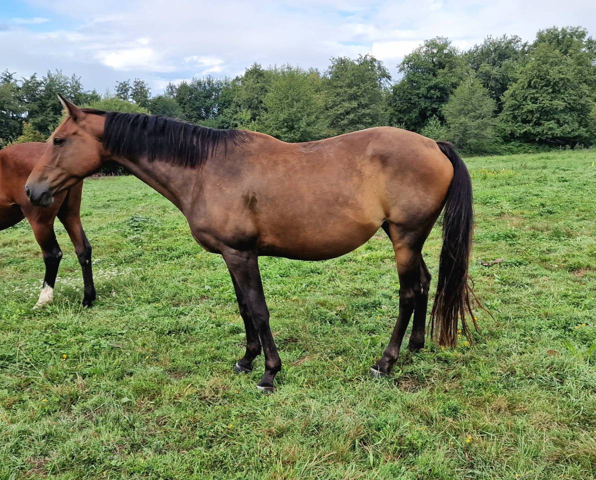 Merrie Selle Français Te koop 2017 Donker bruin / bai