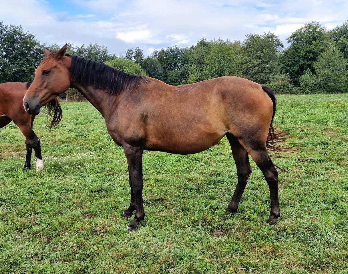 Merrie Selle Français Te koop 2017 Donker bruin / bai